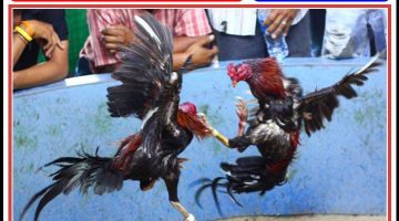 Penegakan Hukum Dipertanyakan, Sabung Ayam dan Dadu di Gesing Tak Kunjung Ditindak Tuntas